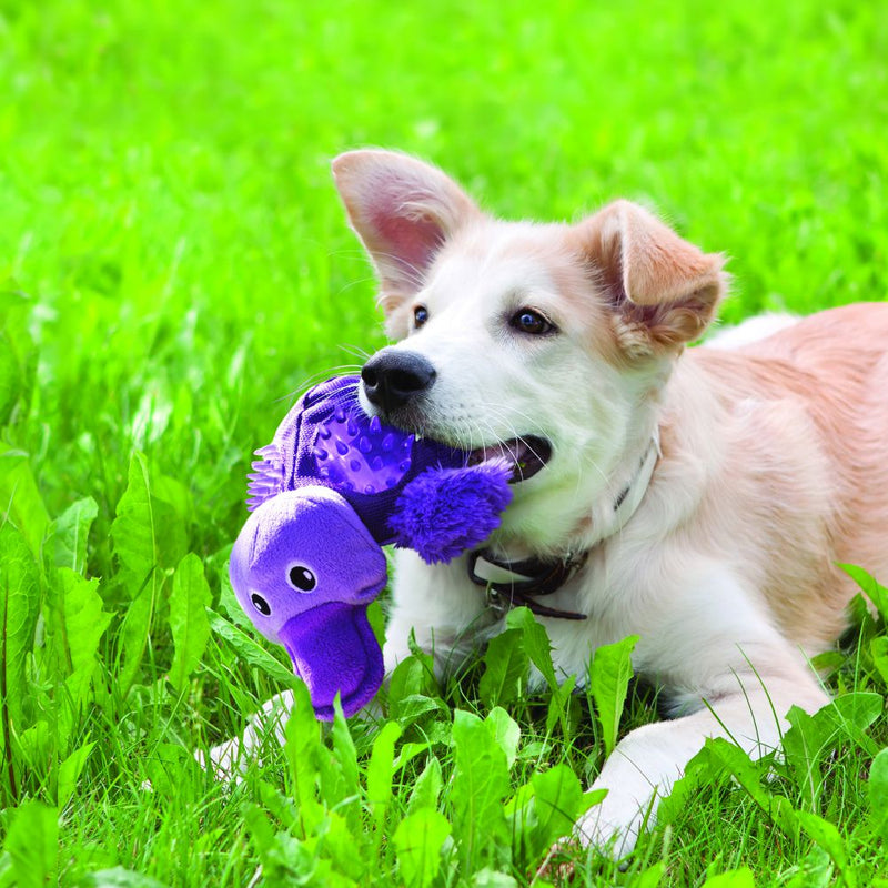KONG Shells Dog Toys - Percys Pet Products
