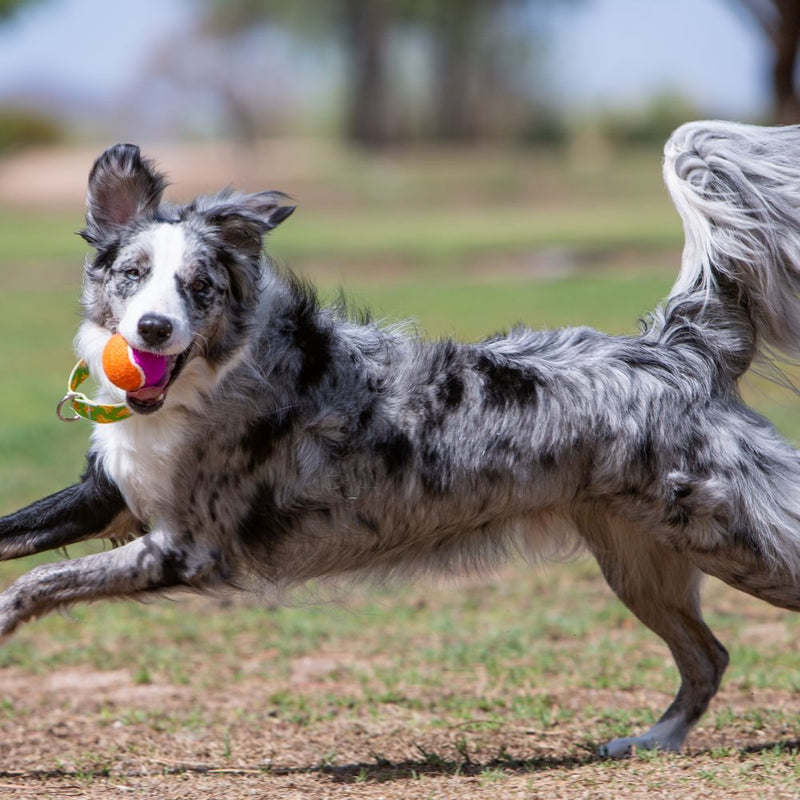 KONG SqueakAir Birthday Dog Ball - Percys Pet Products