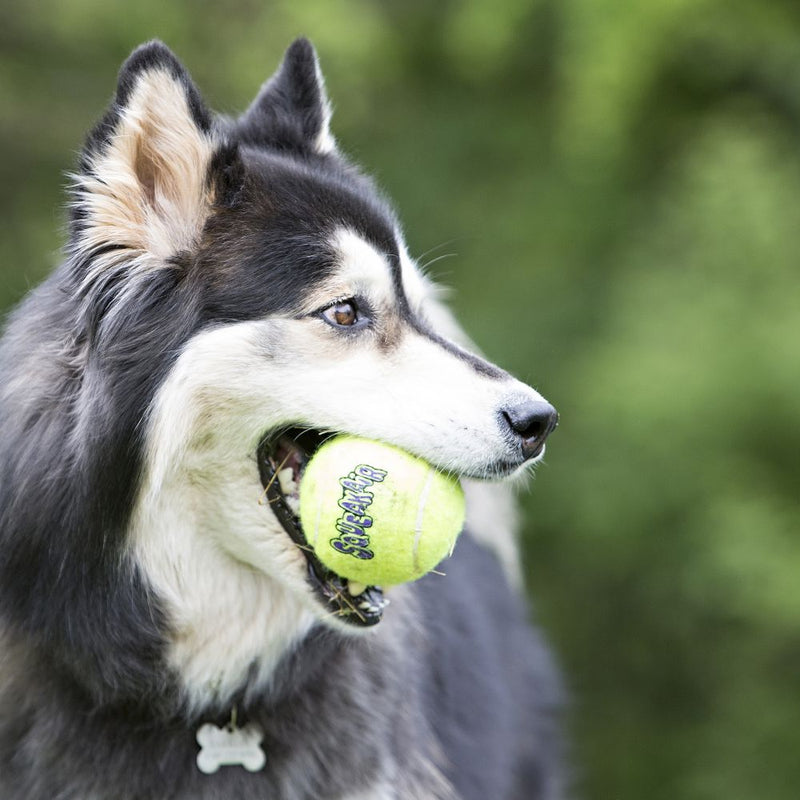 KONG SqueakAir Dog Tennis Ball - Percys Pet Products