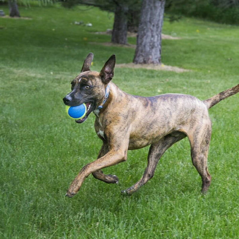 KONG SqueakAir Ultra Balls Dog Toy - Percys Pet Products