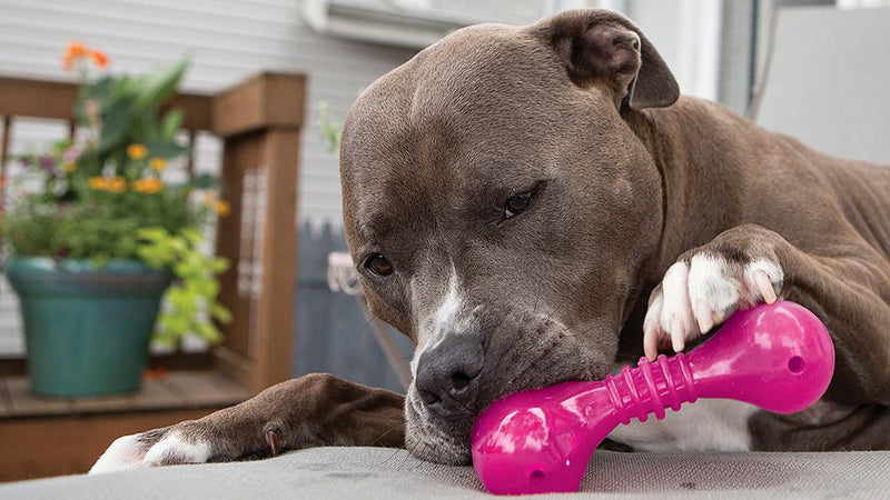 KONG Widgets Treat Dispensing Dog Toy - Percys Pet Products