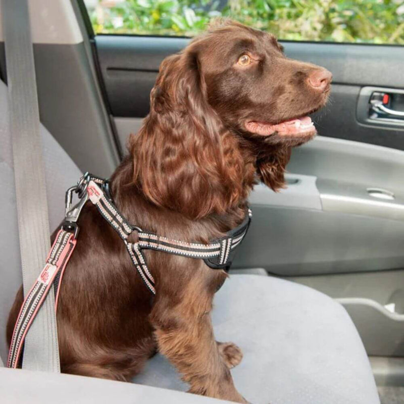 Long Paws Comfort Short Safety Belt / Close Control Lead - Percys Pet Products
