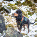 Long Paws Earth Friendly Trekker Dog Harness - Percys Pet Products