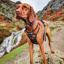 Long Paws Earth Friendly Trig Point Dog Harness - Percys Pet Products
