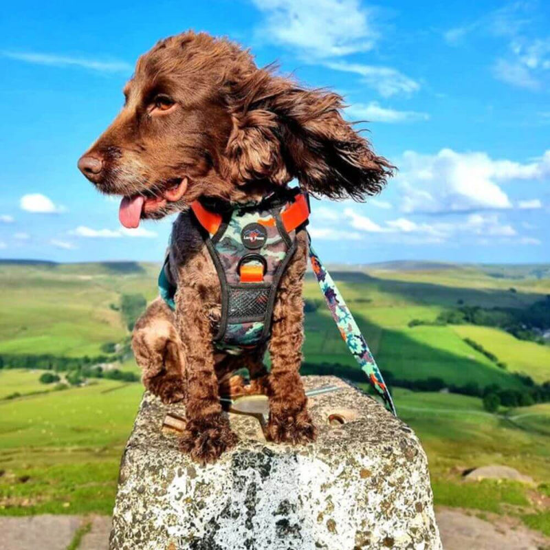 Long Paws Earth Friendly Trig Point Dog Harness - Percys Pet Products