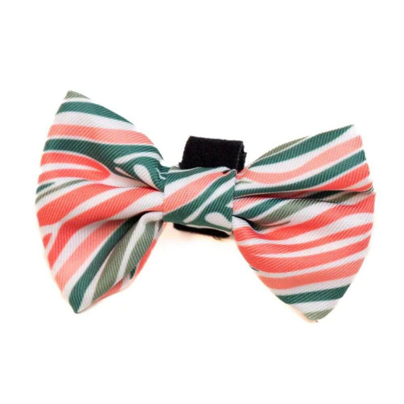 Long Paws Funk The Dog Bow Tie in Pink Green Zebra - Percys Pet Products