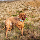 Long Paws Funk The Dog Bow Tie in Sunrise Blue Orange - Percys Pet Products