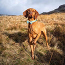 Long Paws Funk The Dog Bow Tie in Sunrise Blue Orange - Percys Pet Products