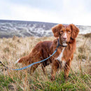 Long Paws Funk The Dog Lead in Gold Black Leopard - Percys Pet Products