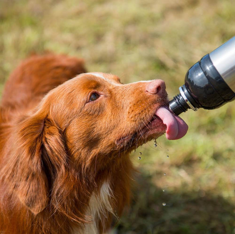 Long Paws Lick & Flow Pet Water Bottle - Percys Pet Products