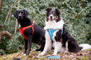 Long Paws Reflective Comfort Dog Harness - Percys Pet Products