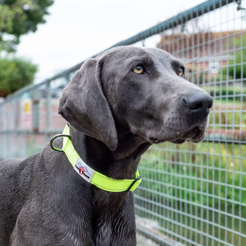 Long Paws Urban Trek Dog Collar - Percys Pet Products