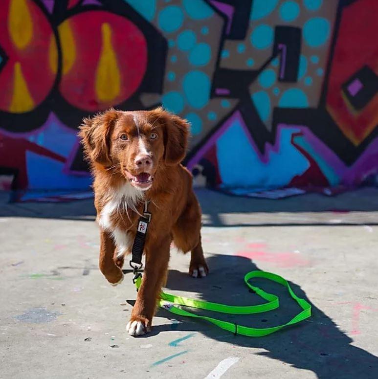 Long Paws Urban Trek Neon Training Lead - Percys Pet Products