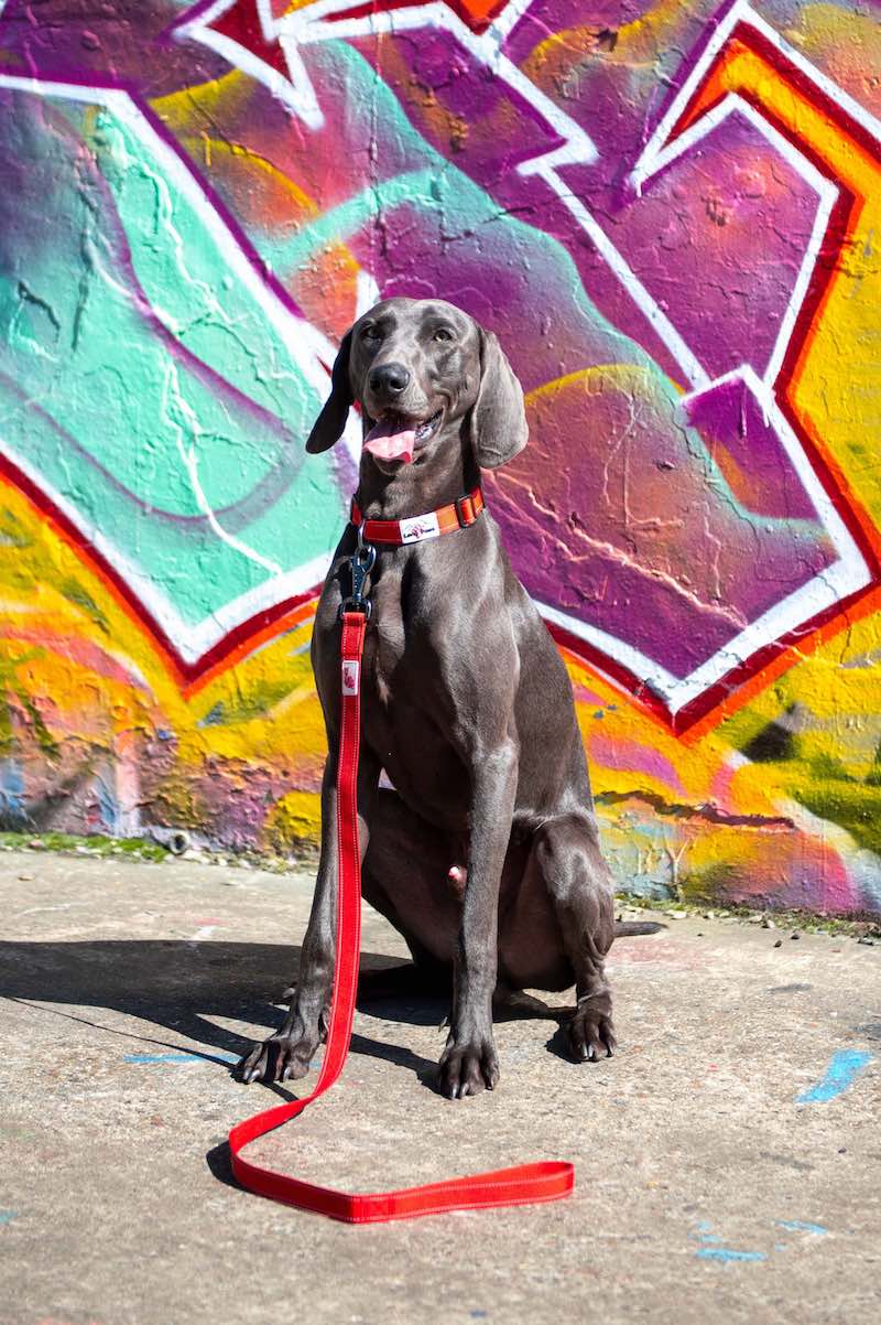Long Paws Urban Trek Reflective Dog Lead - Percys Pet Products